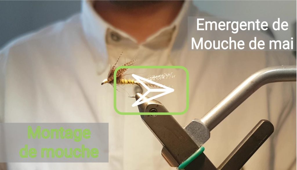 Vidéo de montage : émergente de mouche de mai